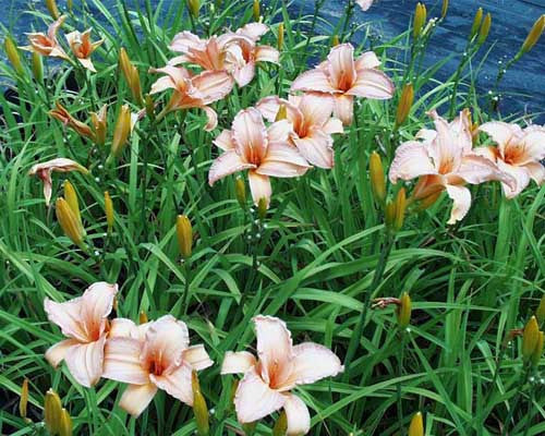 Hemerocallis Candy Apple' Daylili