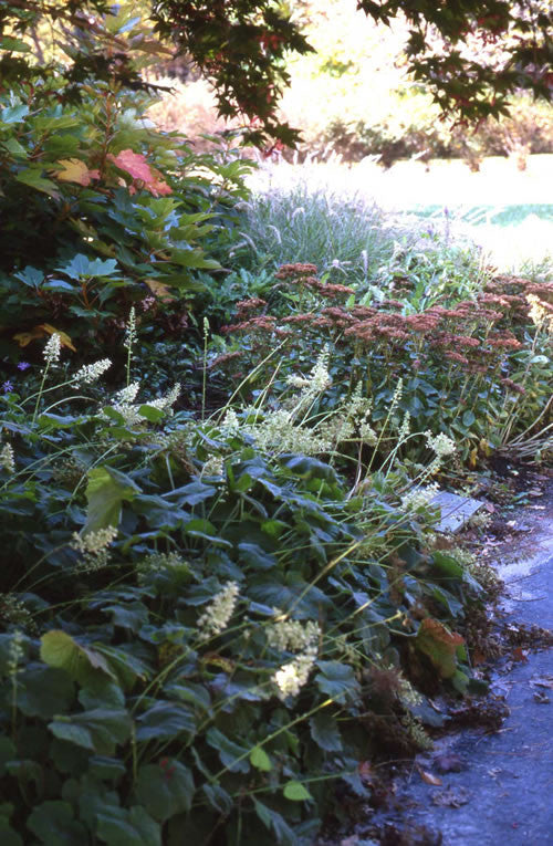 Heuchera villosa 'Autum Bride'