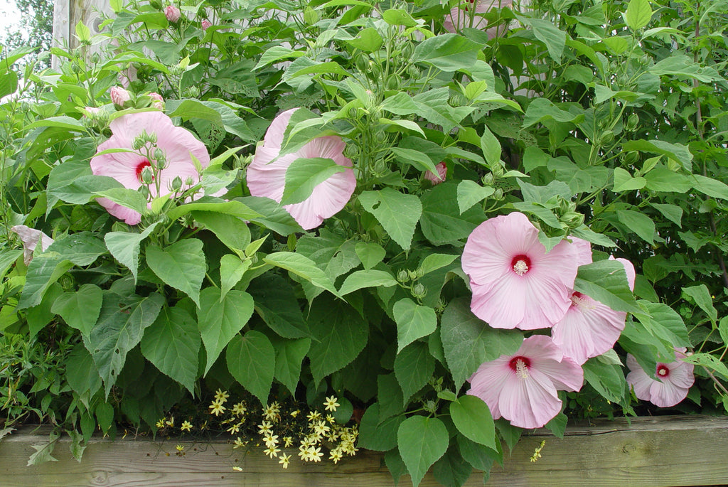 Hibiscus Lady Baltimore'