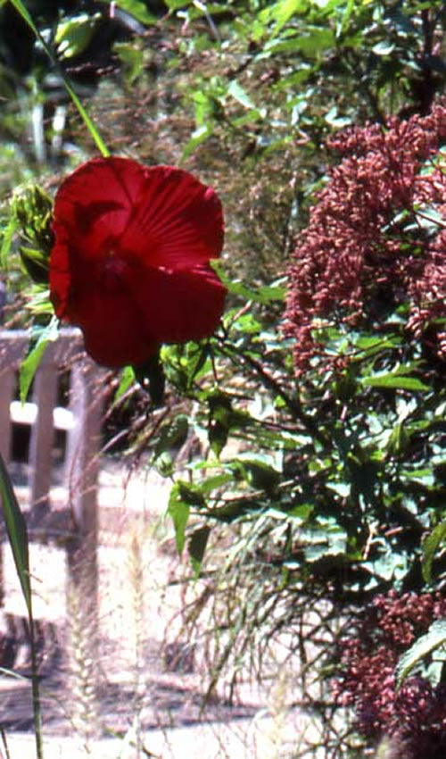 Hibiscus Lord Baltimore'