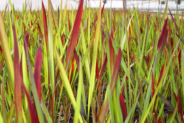 Imperata cylindrica Red Baron' Japanese Blood Grass