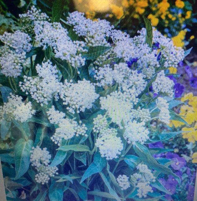 Asclepias incarnata Ice Ballet' White Milkweed