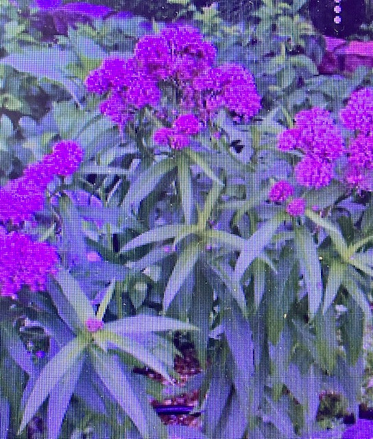 Asclepias incarnata Swamp Milkweed