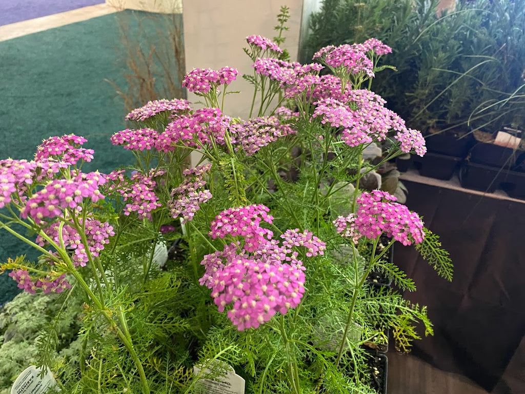 Achillea millefolium Oertel's Rose' Yarrow