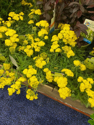 Achillea millefolium Moonshine' Yarrow