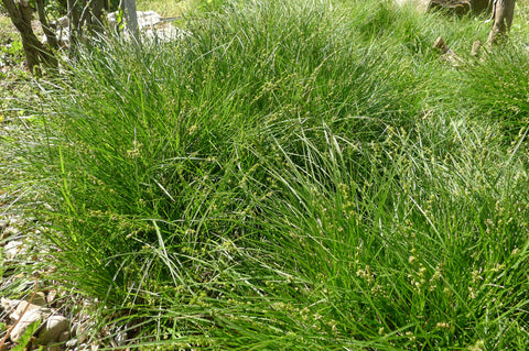 Sesleria autumnalis Moor Grass