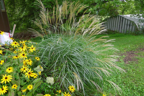 Miscanthus sinensis Adagio' Japanese Silver Grass