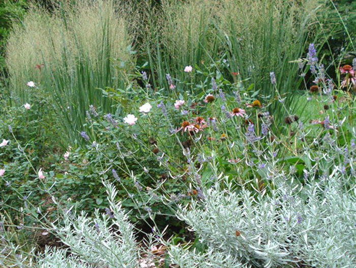 Lavandula typ England' English Lavender