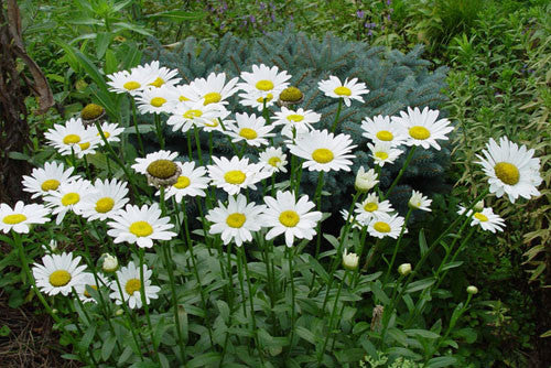 Leucanthemum x superbum Snow Cap'