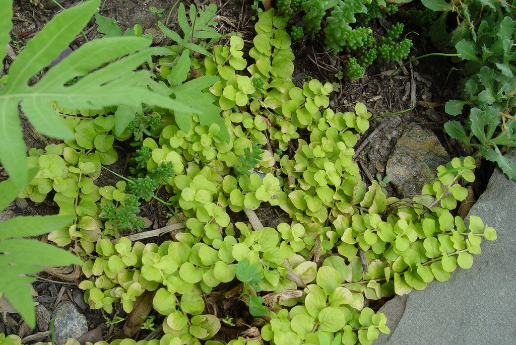 Lysismachia nummularia Aurea' Creeping Jenny