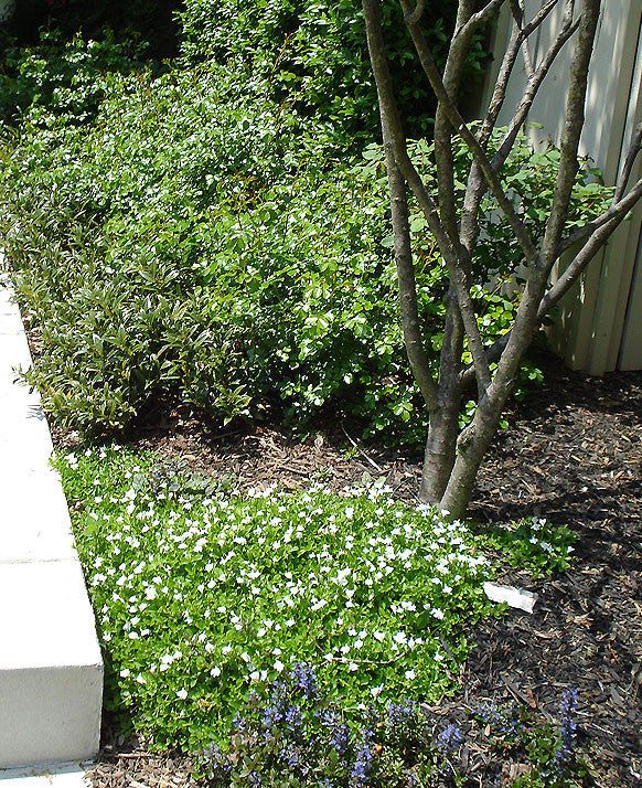 Mazus reptans Alba'