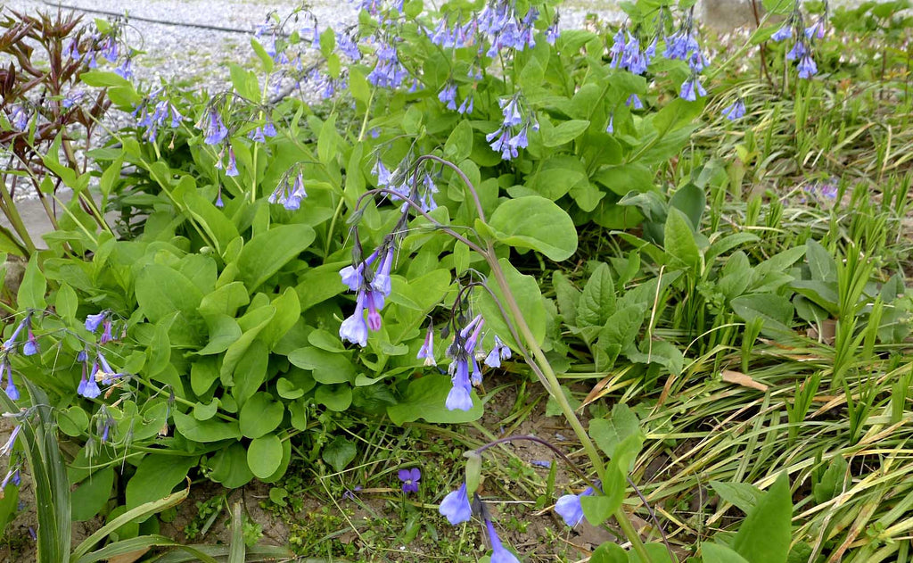 Mertensia virginica Virginia Blue Bells