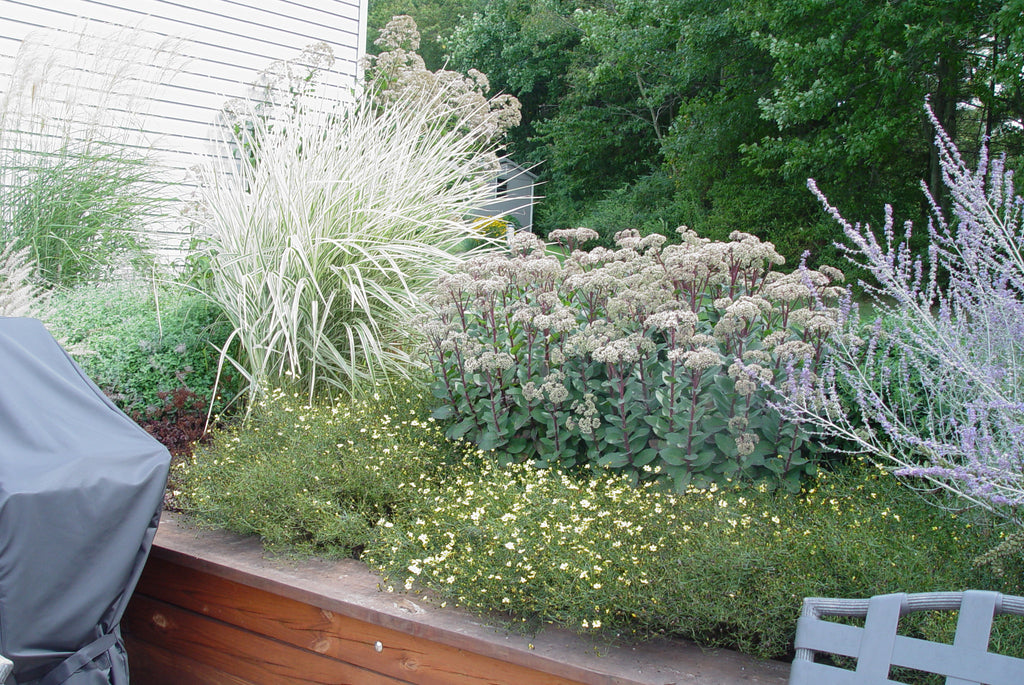 Sedum Matrona