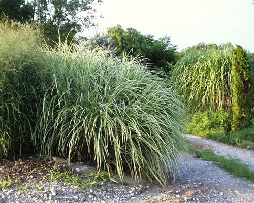 Miscanthus sinensis Variegatus' Variegated Japanese Silver Grass