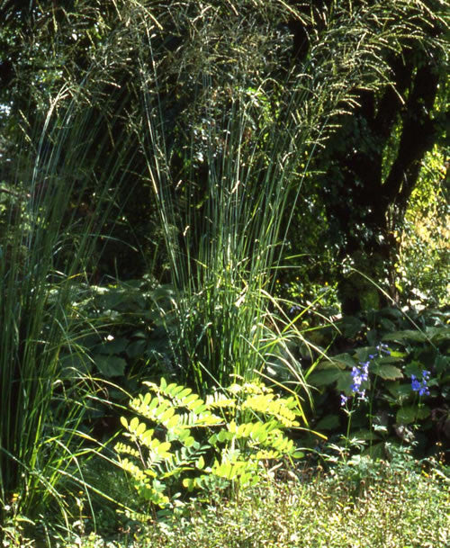 Molinia litoralis Karl Foerster' Tall Purple Moore Grass 'Karl Foerster'