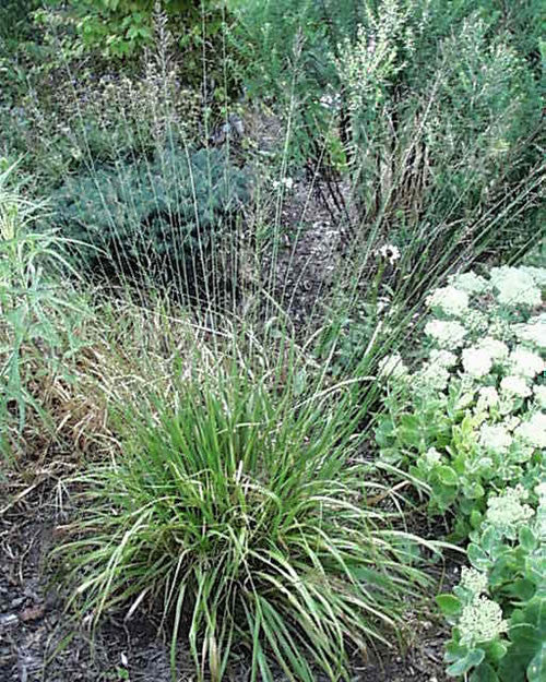 Molinia litoralis Bergfreund' Tall Purple Moore Grass 'Friend of the Mountain'