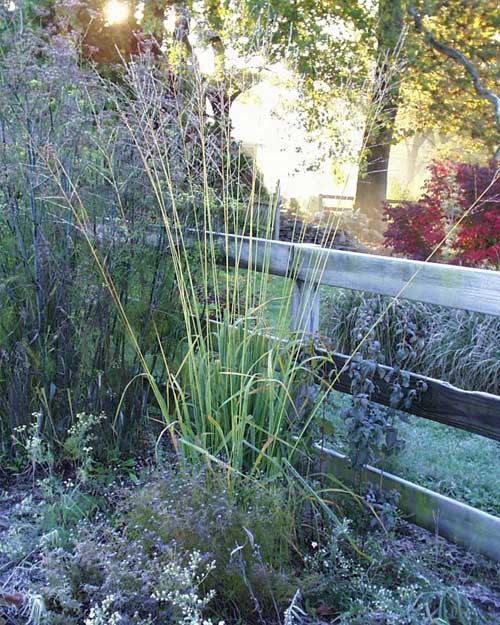 Molinia litoralis Fontaene' Tall Purple Moore Grass 'Fontaine'