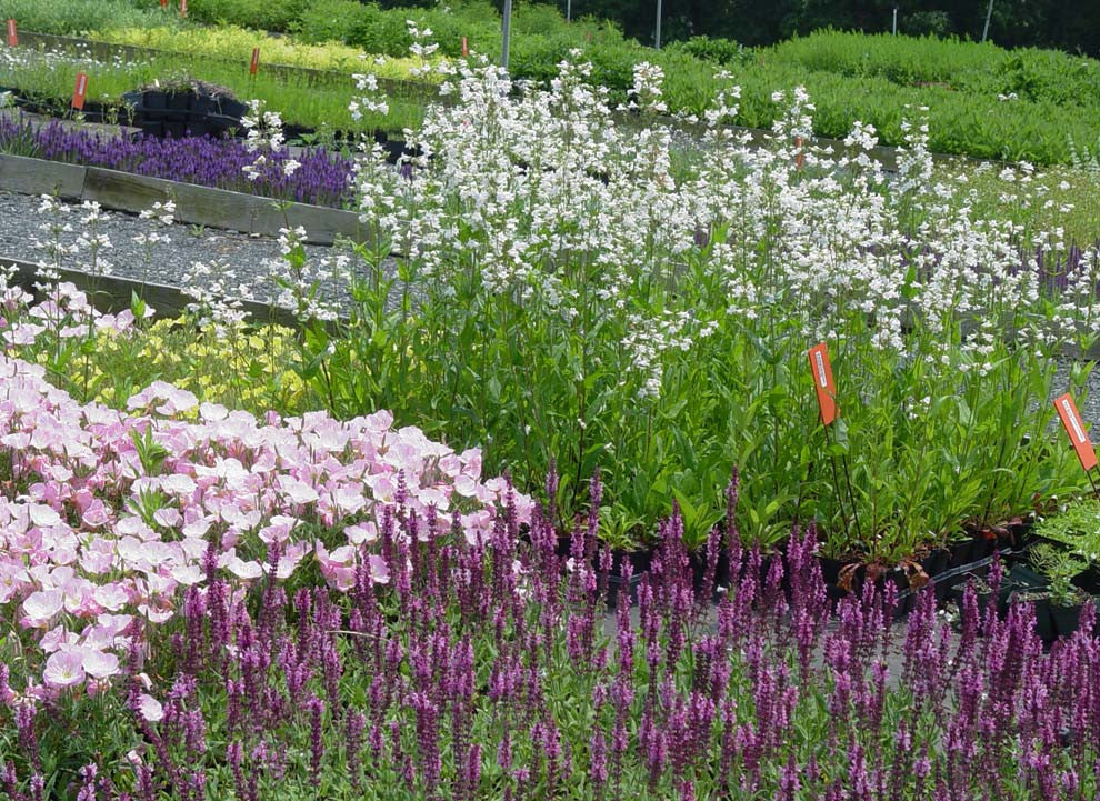 Gaura lindheimeri Whirling Butterflies'