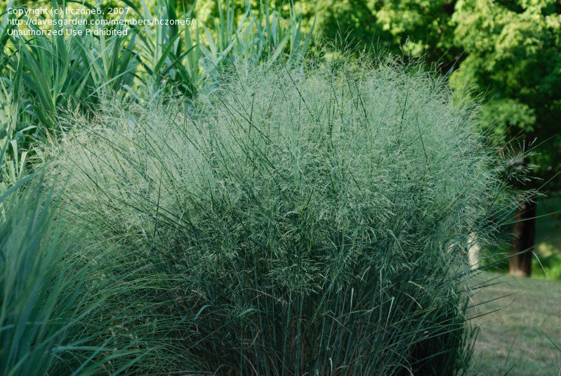 Panicum virgatum Cloud Nine' Cloud Nine' Switch Grass