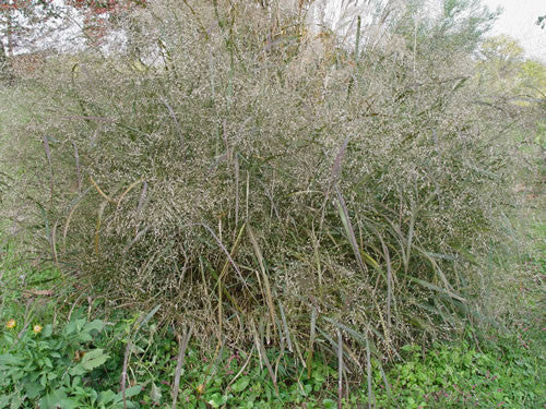 Panicum virgatum Warrior' Switch Grass