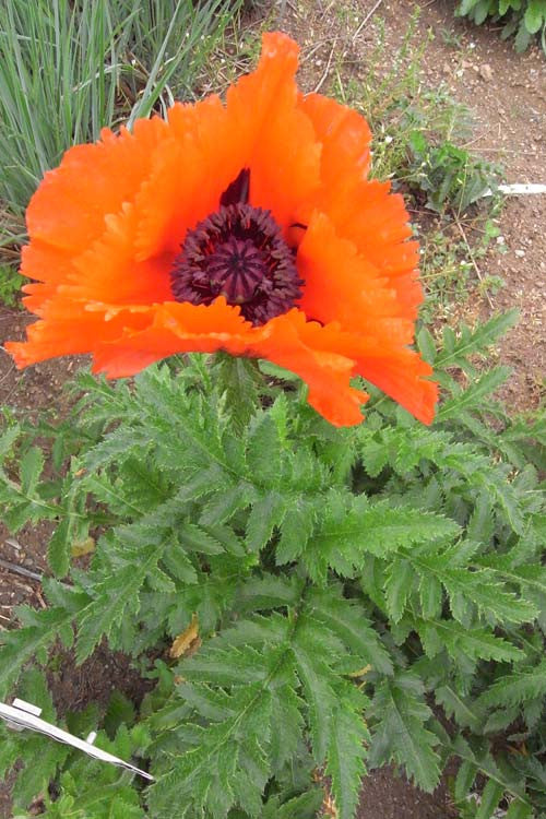 Papaver orientale Derwisch' Oriental Poppy  NOT AVAILABLE