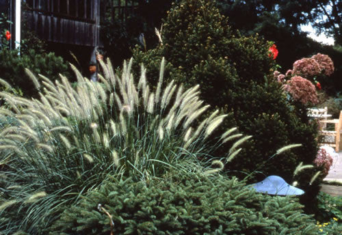 Pennisetum alopecuroides Weserbergland' / Weser River Mountain Country - Ftn. Grass NOT AVAILABLE