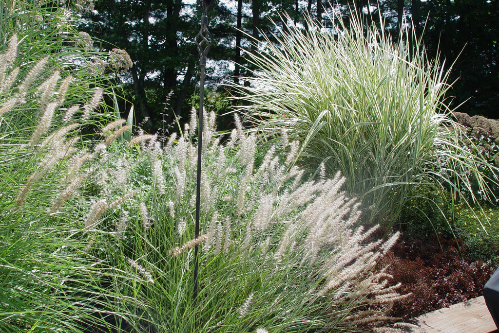Pennisetum orientale Oriental Fountain Grass GALLONS SOLD OUT FOR THE SEASON