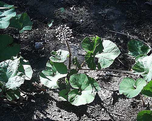 Petasites albus Butterbur