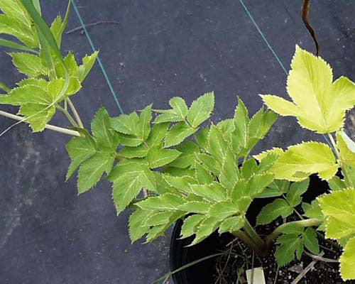 Peucedanum verticillare Hogfennel NOT AVAILABLE