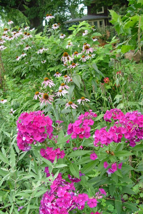 Phlox paniculata 'Bright Eyes'