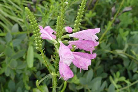 Physostegia virginiana Vivid'