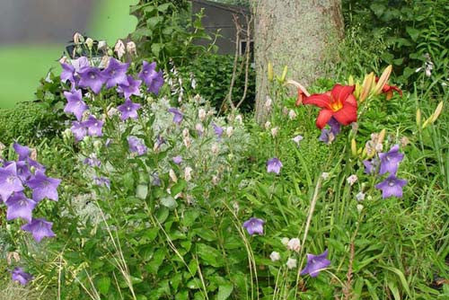 Platycodon grandiflorus Hakone Blue' Balloon flower