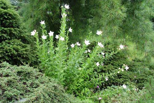 Platycodon grandiflorus Hakone White' White Balloon flower