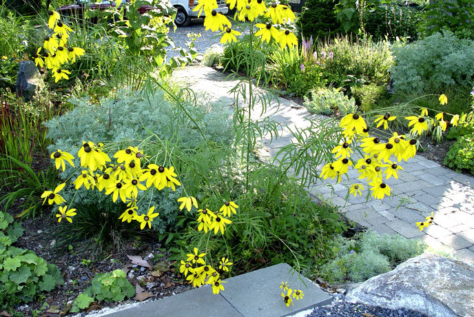 Ratibida pinnata Prairie Coneflower