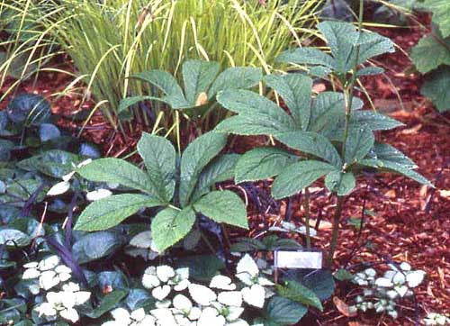 Rodgersia sambucifolia   SOLD OUT