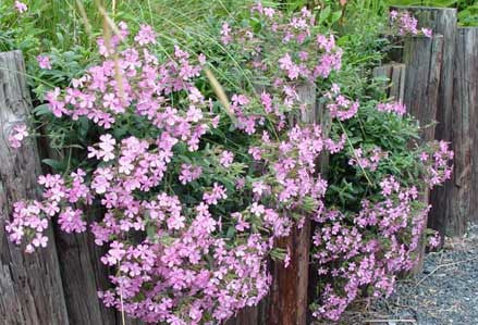 Saponaria xlempergii Max Frei' Soapwort