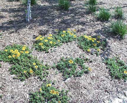 Sedum floriferum Weihenstephaner Gold