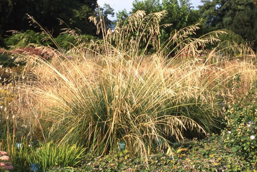 Stipa gigantea Giant Feather Grass    GALLON SIZE