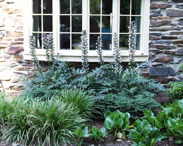 Acanthus hungaricus Bear's Breeches SOLD OUT: Have spinosus and A. mollis