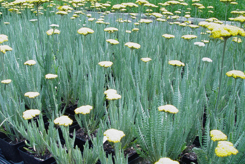 Achillea clypeolata Coronation Gold' Yarrow