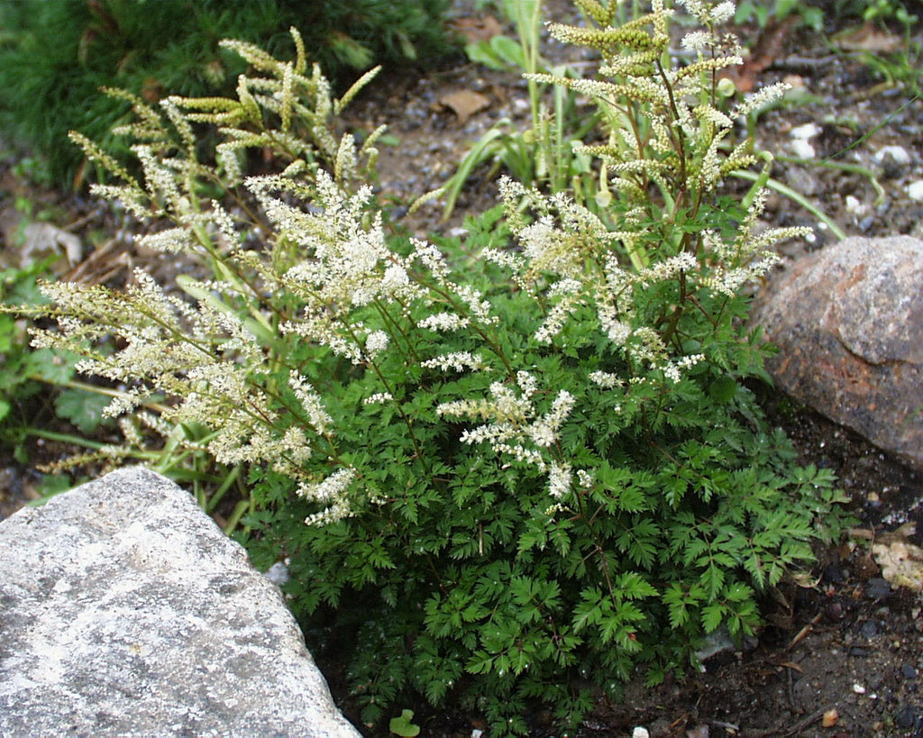 Aruncus aethusifolius Goatsbeard