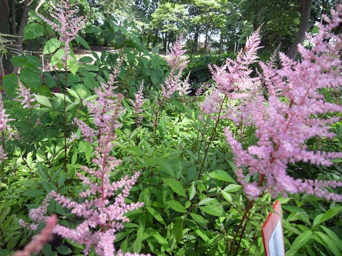 Astilbe x arendsii Erika' Light Pink