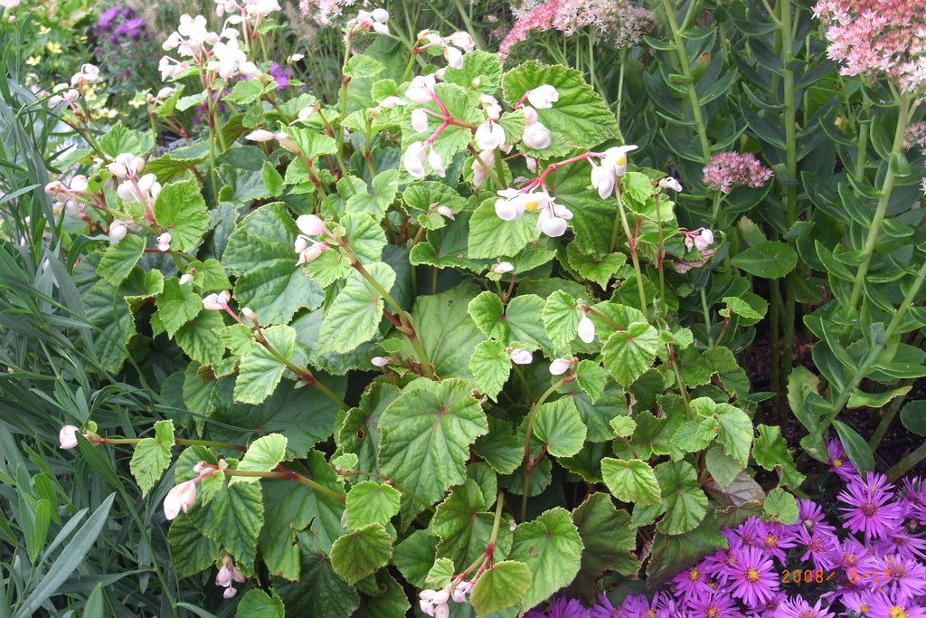 Begonia grandis alba White Hardy Begonia