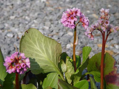 Bergenia cordifolia New Hybrids' Saxifrage