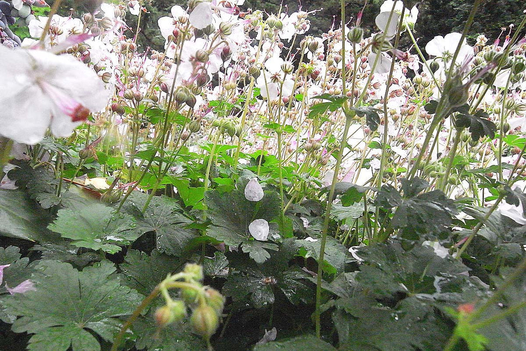 Geranium cantabrigiense x Biokova'