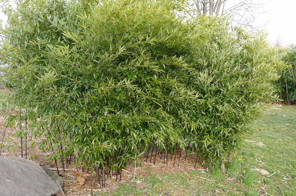 Phyllostachys 'Black jade' – Earthly Pursuits, Inc