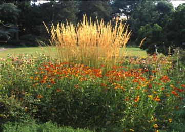 Calamagrostis acutiflora Karl Foerster' Feather Reed Grass