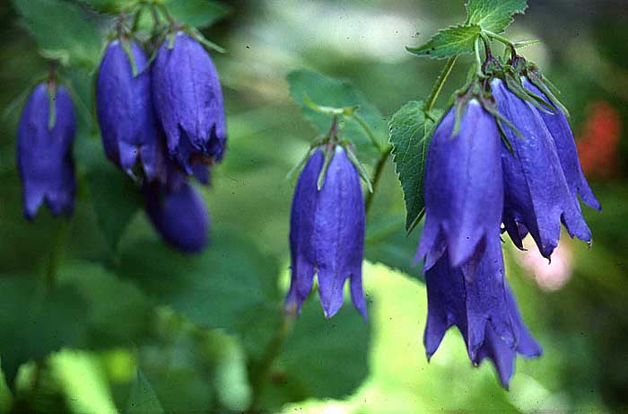 Campanula carpatica 'Blue Uniform'