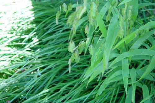 Chasmanthium latifolium Northern Sea Oats