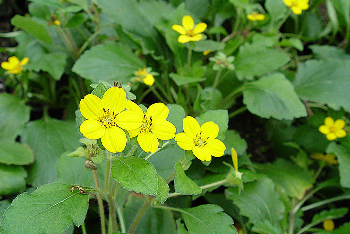 Chrysogonum virginianum Golden Star